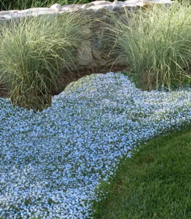 Isotoma fluviatilis